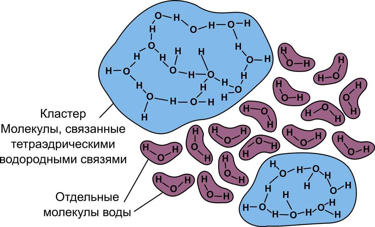 Кластеры и свободые молекулы в воде