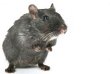 black_rodent